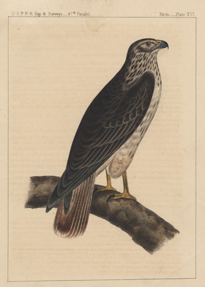 Aves, lámina XVI, 1855 de American School